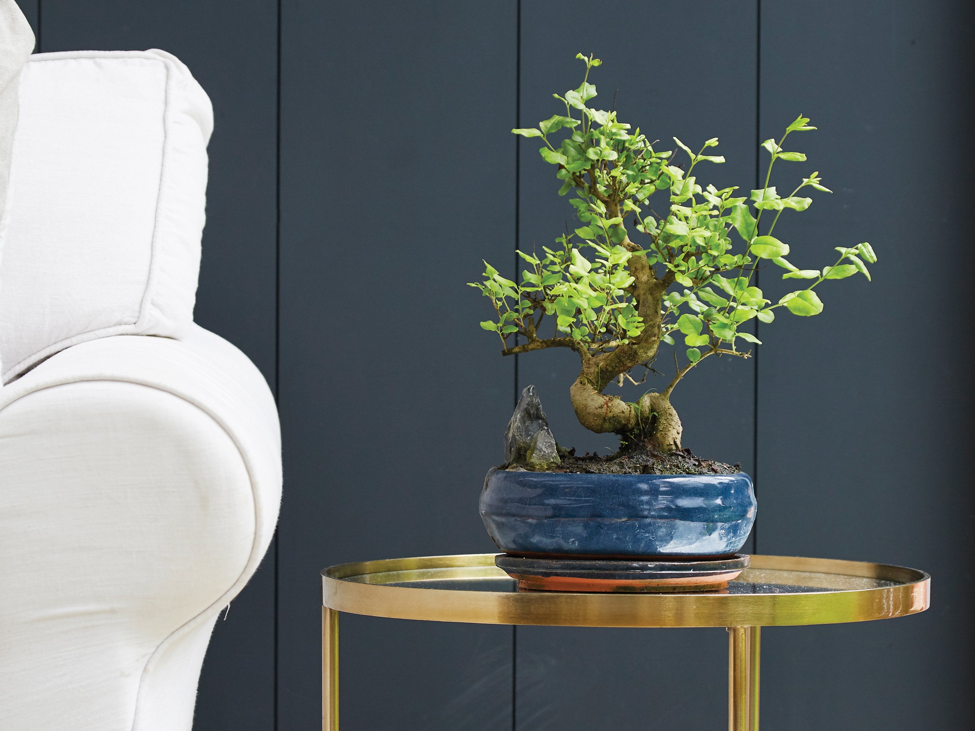 Everything You Need to Know About Bonsai Tree Pots (Literally!)