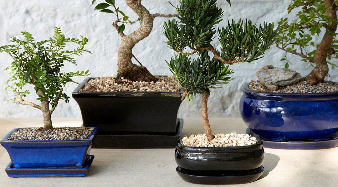 Guide on Choosing the Right Bonsai Pots - Hooked on Bonsai