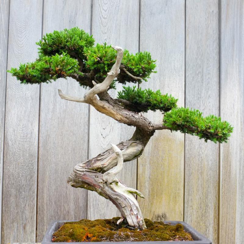 The Concept of Bonsai Trees | Gardenesque