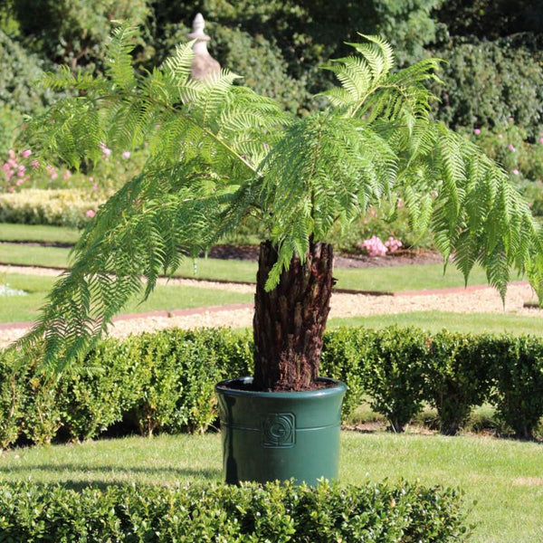 Large Plant Pot For Trees: The Must Know Facts About Container Gardening! - Gardenesque