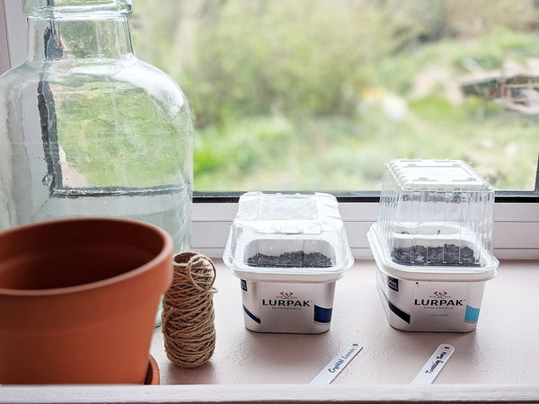Growing a Windowsill Garden: How to create a DIY Propagator Reusing Household Waste - Gardenesque