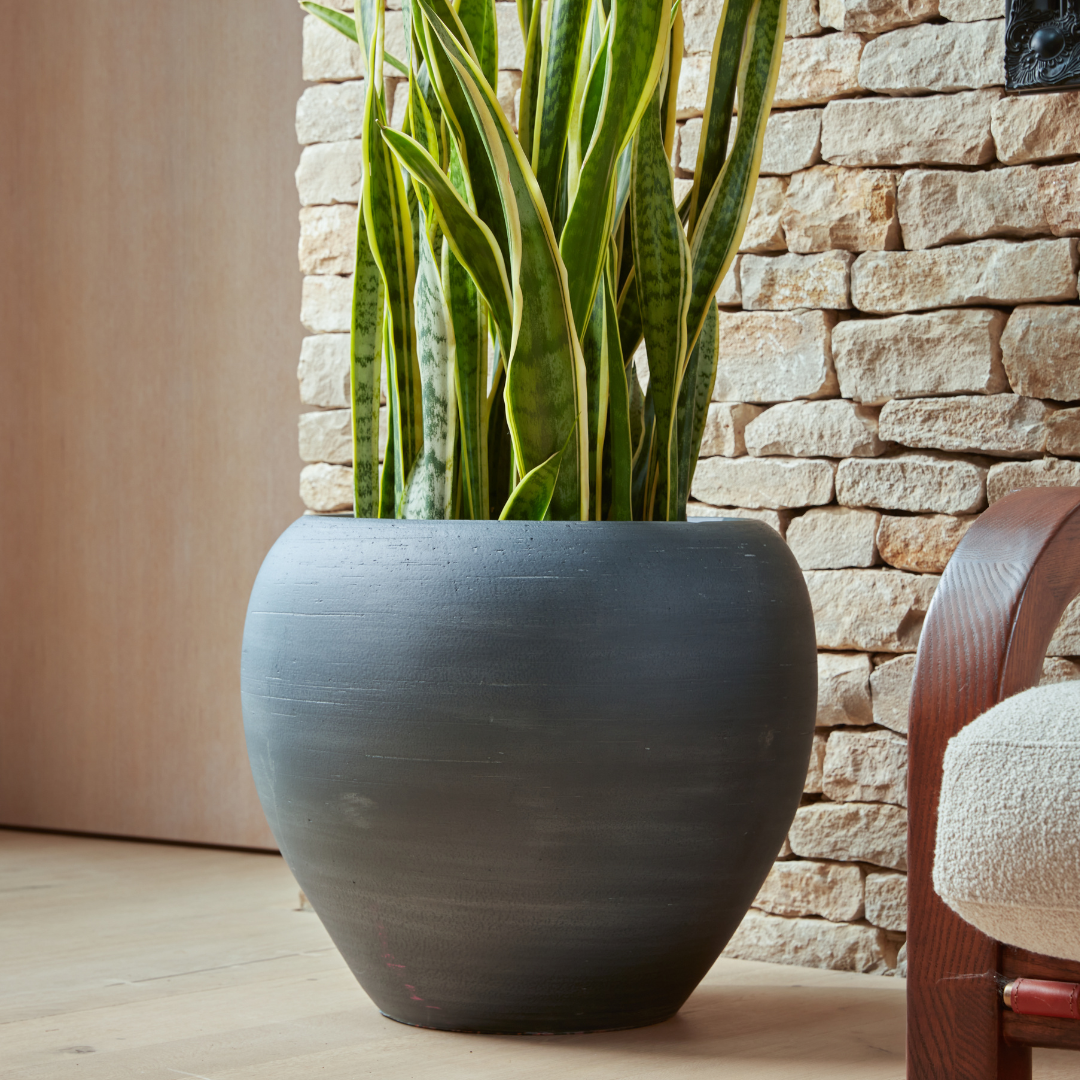 Amora Indoor Plant Pot in a deep finish, featuring a statement curved silhouette, styled against a rustic stone wall.