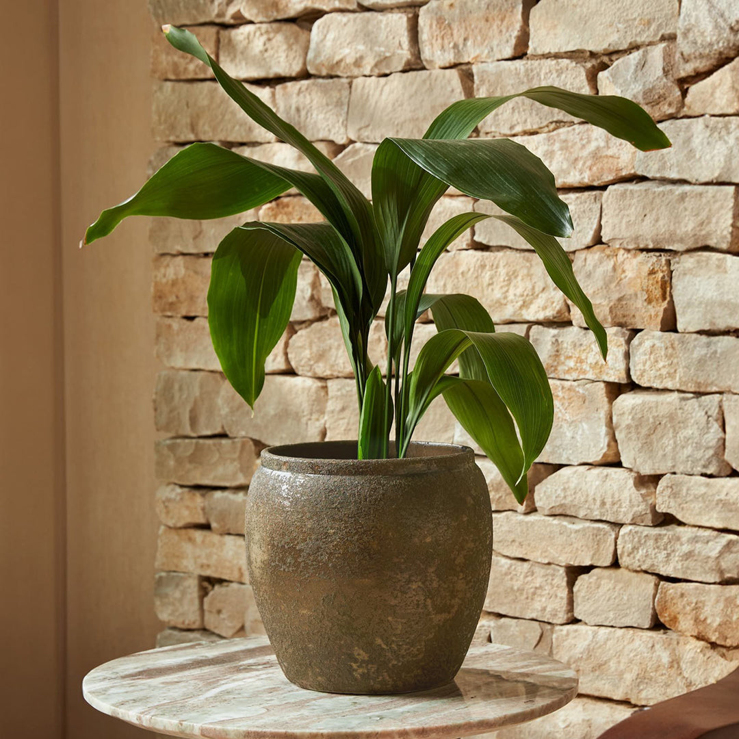 Julian Bronze Indoor Plant Pot with a rich hand-finished patina, styled with a green plant against a natural stone wall.