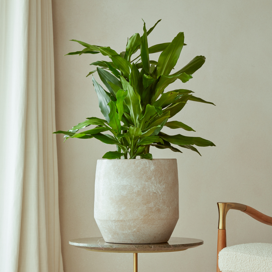 Leandro Indoor Plant Pot in a neutral finish, styled on a gold side table in a soft-toned living space with natural light.