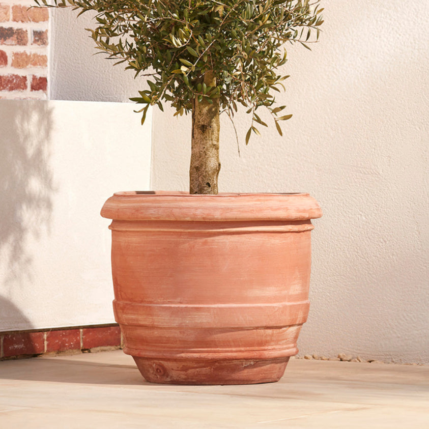 Authentic italian terracotta galestro plant pot with a robust barrel shape and timeless detailing. Planted with an olive tree on a buff coloured UK garden patio
