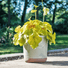Loudon Topiary Green Glazed Classical Planter - Gardenesque