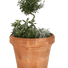 Claudius XXL Terracotta Garden Pot - 3 Sizes - Gardenesque