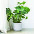 Clara Concrete Indoor Pot Cover - 4 Sizes - Gardenesque