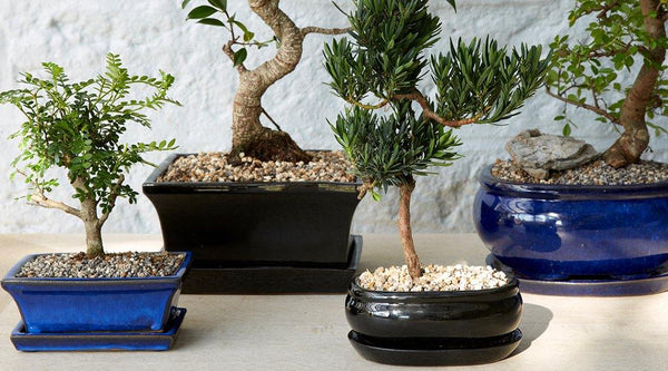 The Concept of Bonsai Trees: How to repot your bonsai - Gardenesque