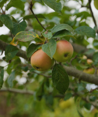 How to make homegrown Festive Apple Mulled Juice