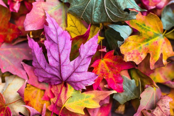 Celebrate autumnal colours in your October garden