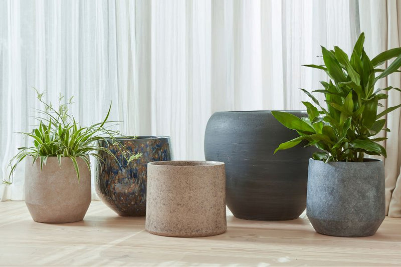 Group of large indoor pots 