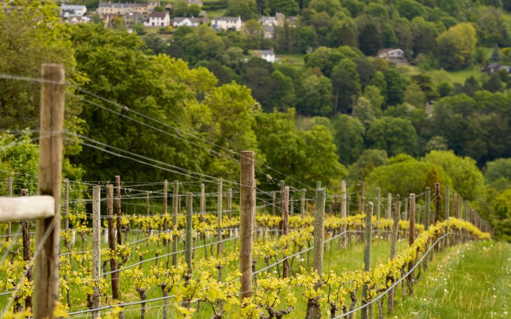 Host At Home: A Summer Gathering in the Cotswolds