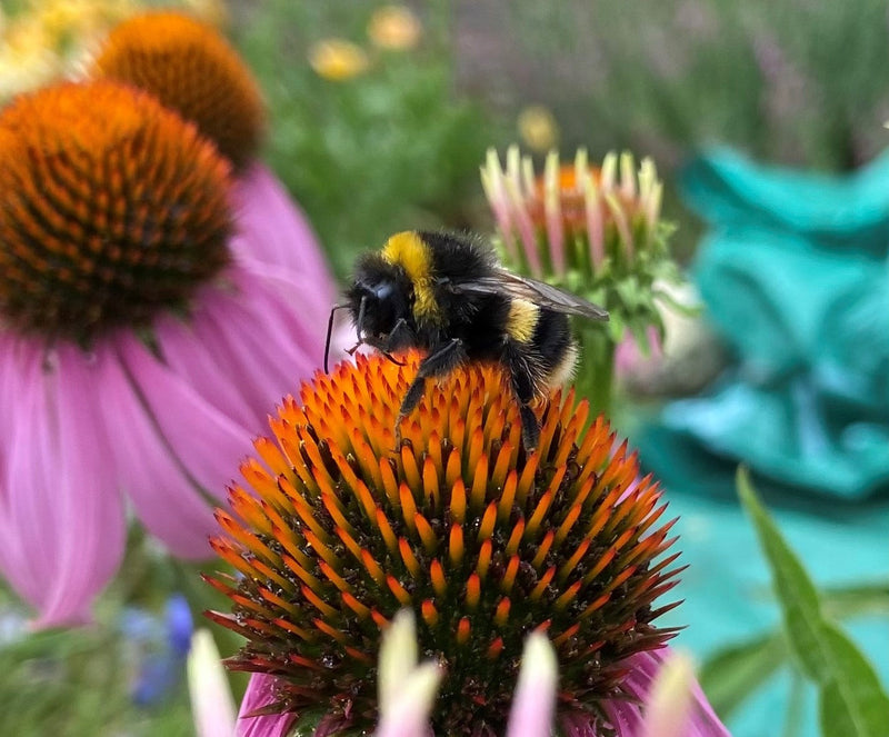 Late summer glow – September in the garden