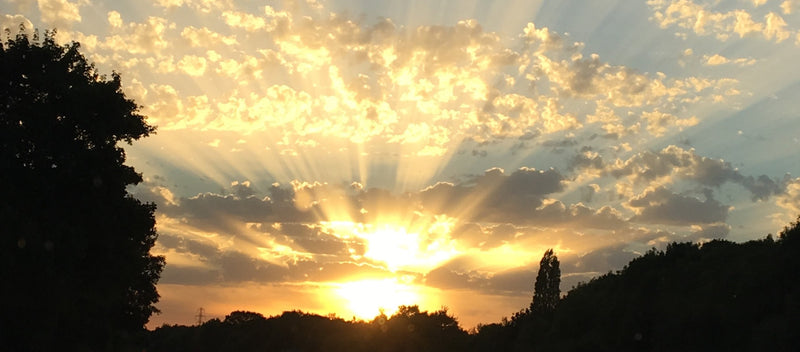 How to prepare and protect your garden in a heatwave