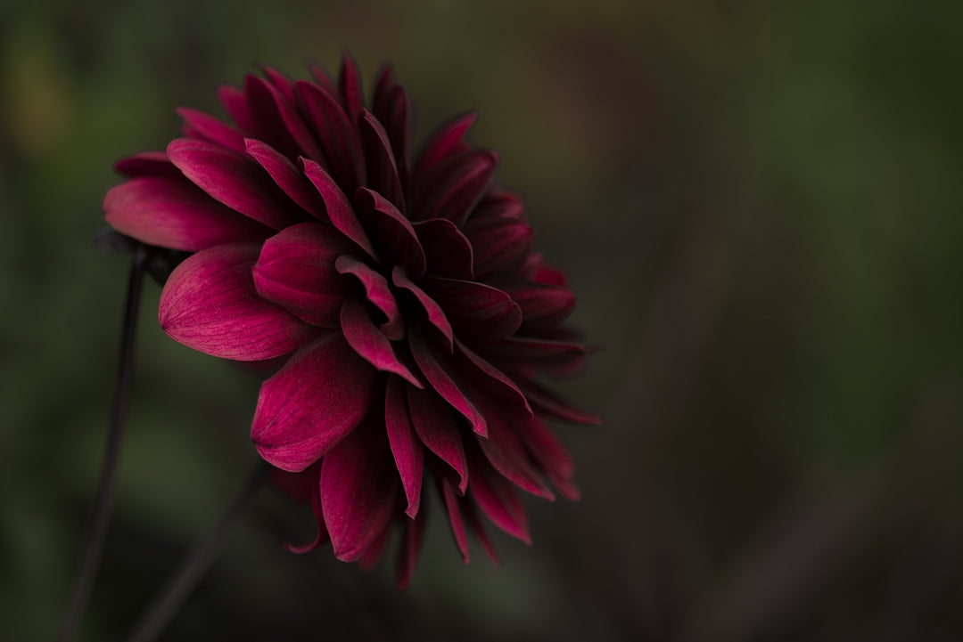 A beginners gardening journey –the five most searched for gardening questions on Google