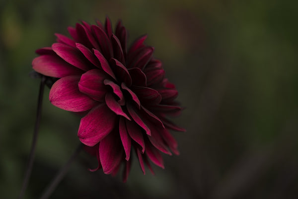 A beginners gardening journey –the five most searched for gardening questions on Google