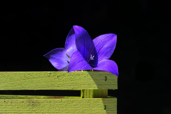 Five ways to upcycle your pallets in the garden