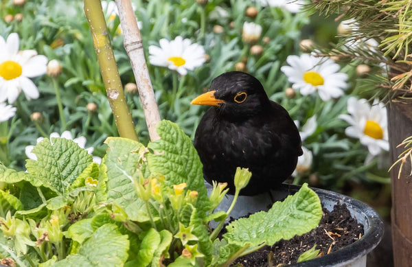 How to choose the best feeder to attract different bird species to your garden