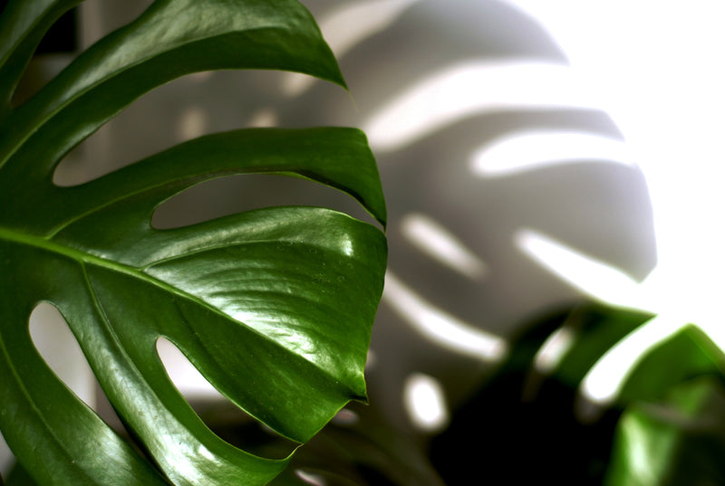 How to take care of your indoor plants