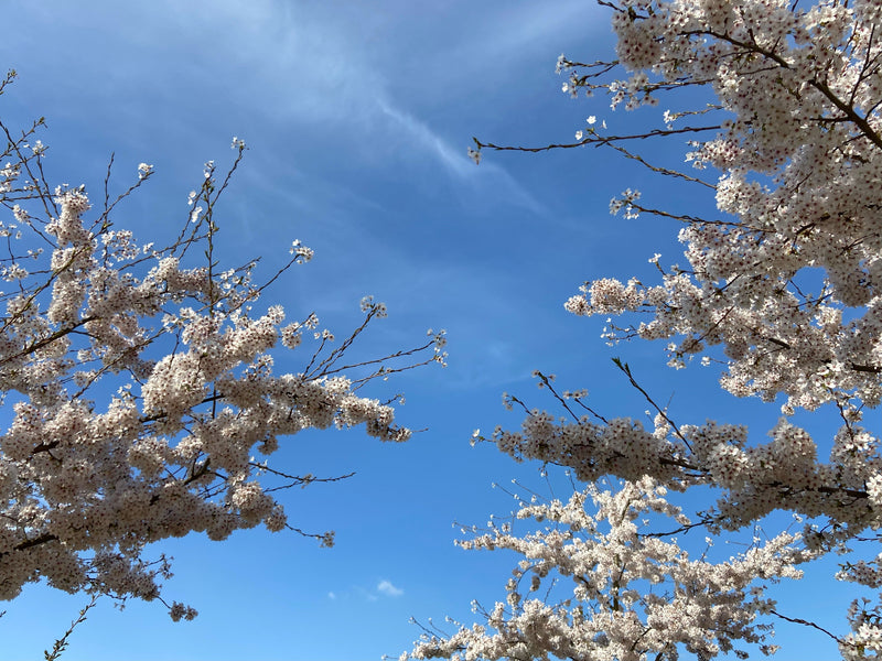 A Blossoming Month - April In The Garden