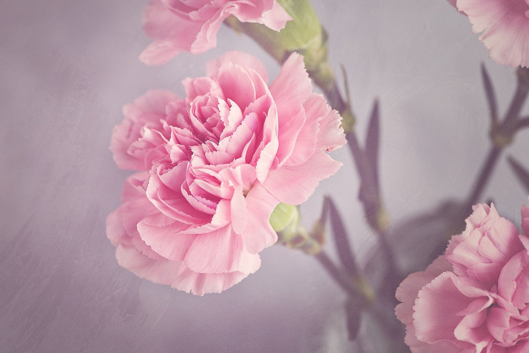 Plant a smile with our gardening gifts for Mother’s Day