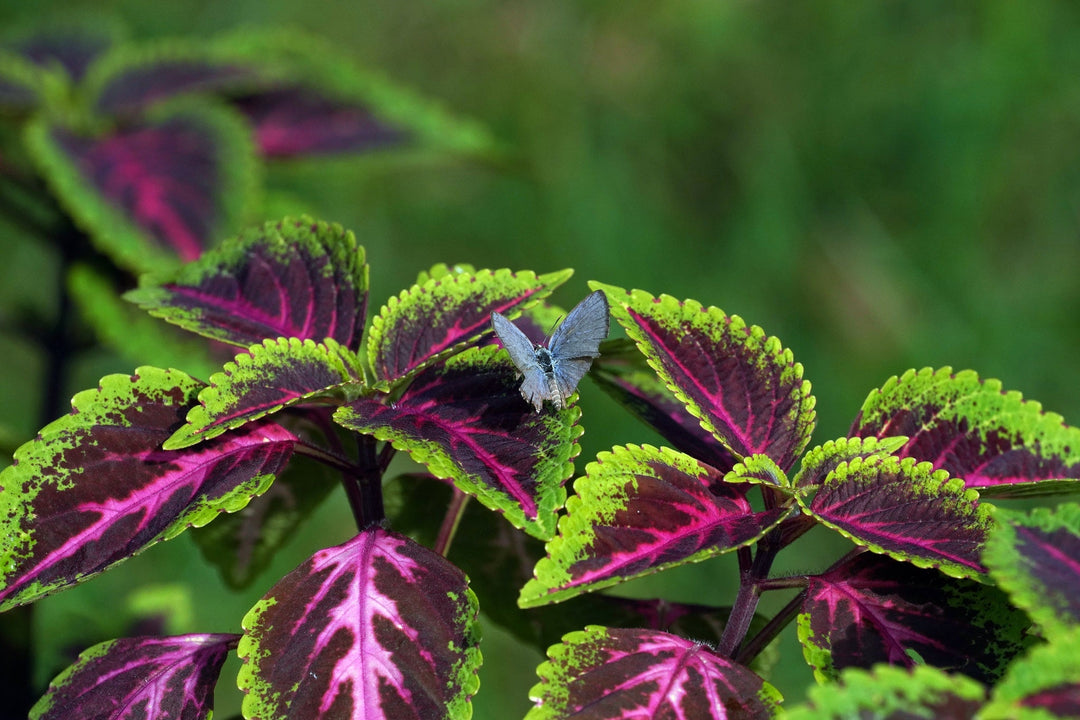 Thinking ahead to the gardening trends of 2022
