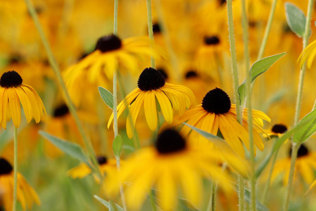 Summer of Love  – July in the Garden