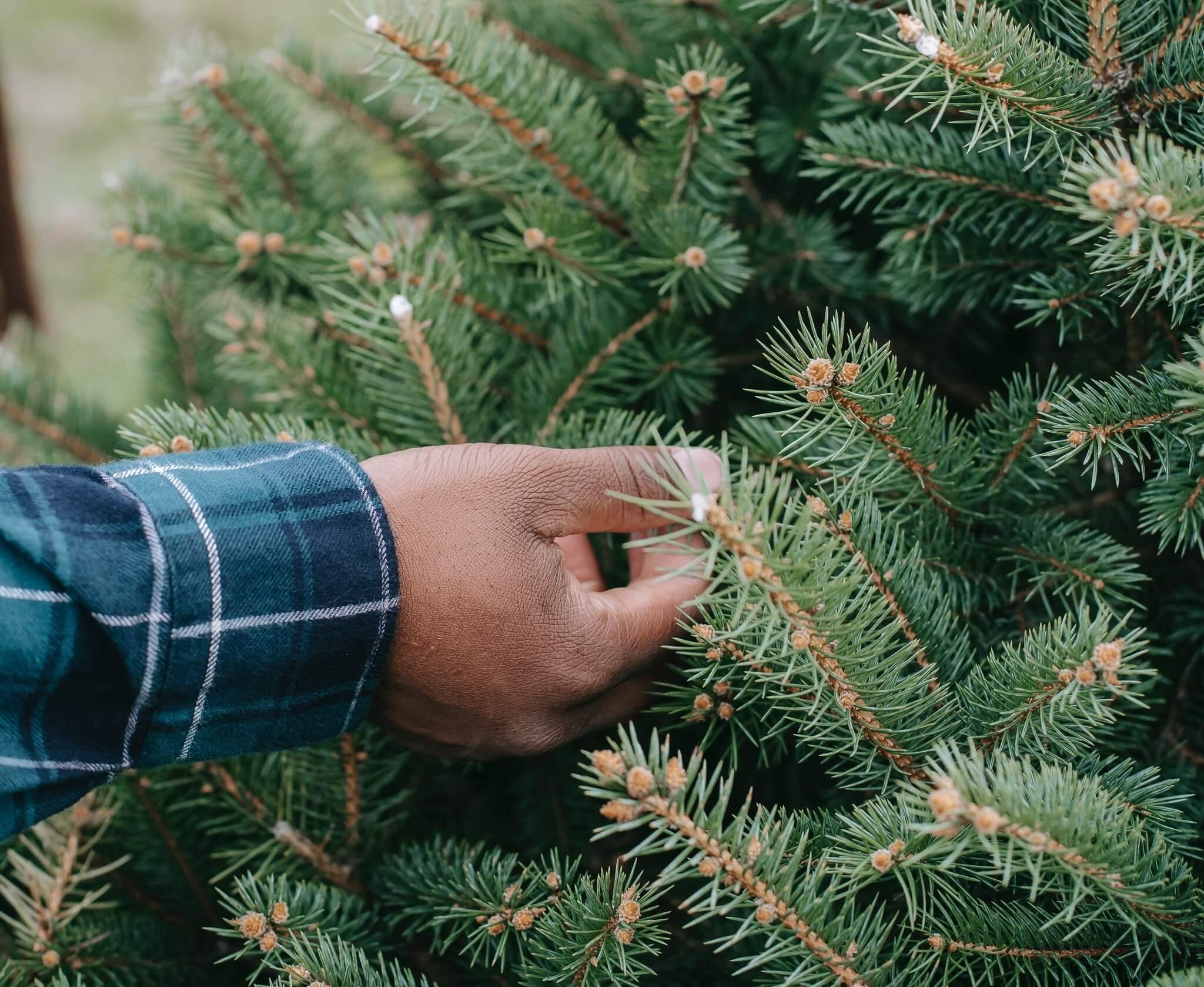 Tips for choosing the perfect Christmas tree | Gardenesque