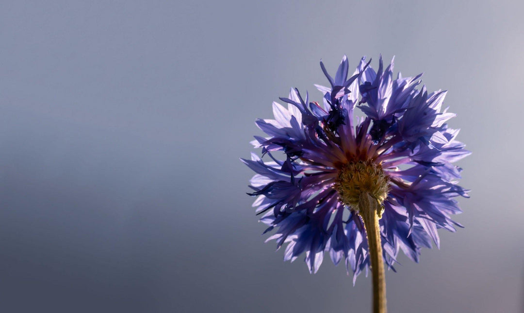 Get green-fingered to combat Blue Monday - Gardenesque