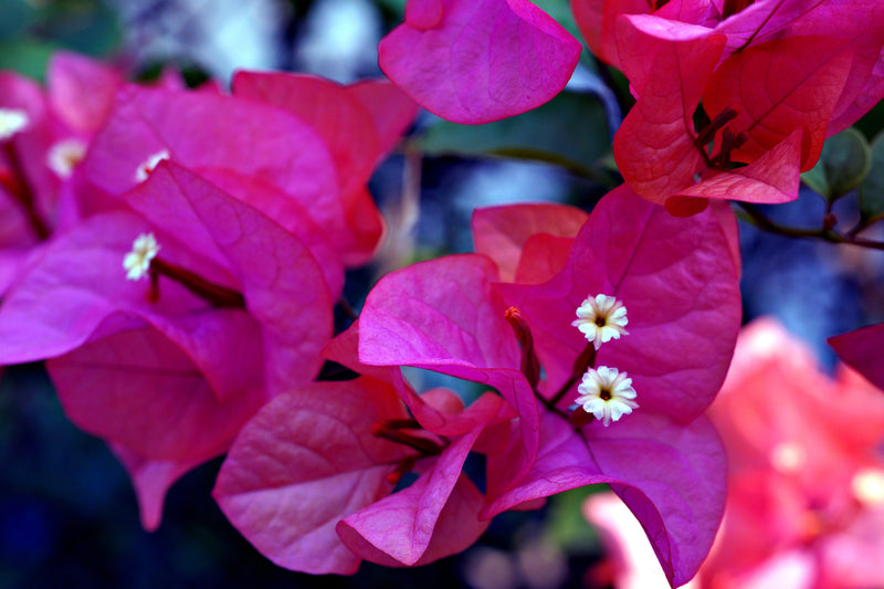 Our Top 10 Plants for Conservatories