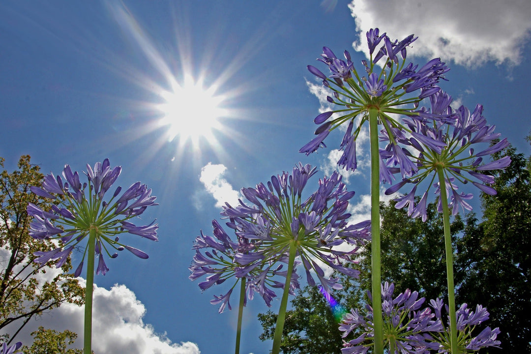 How to Get Your Garden Summer Ready