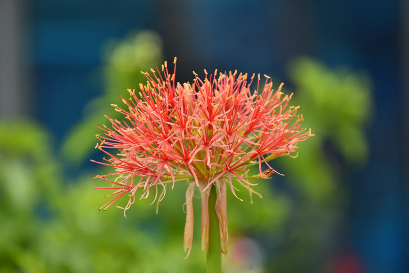 Trends from Chelsea to inspire autumn planting