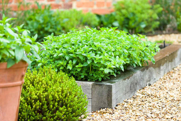 10 Smart Container Gardening Hacks for Small Spaces