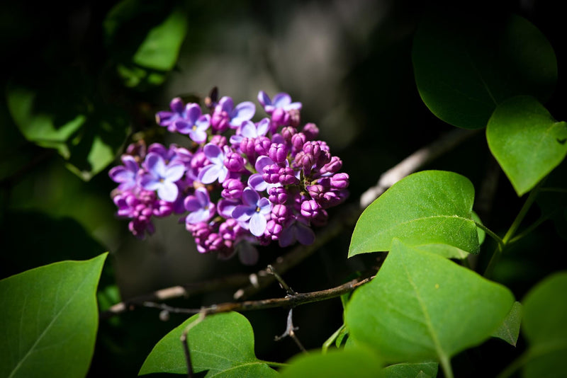 A beginners gardening journey – gardening terminology demystified