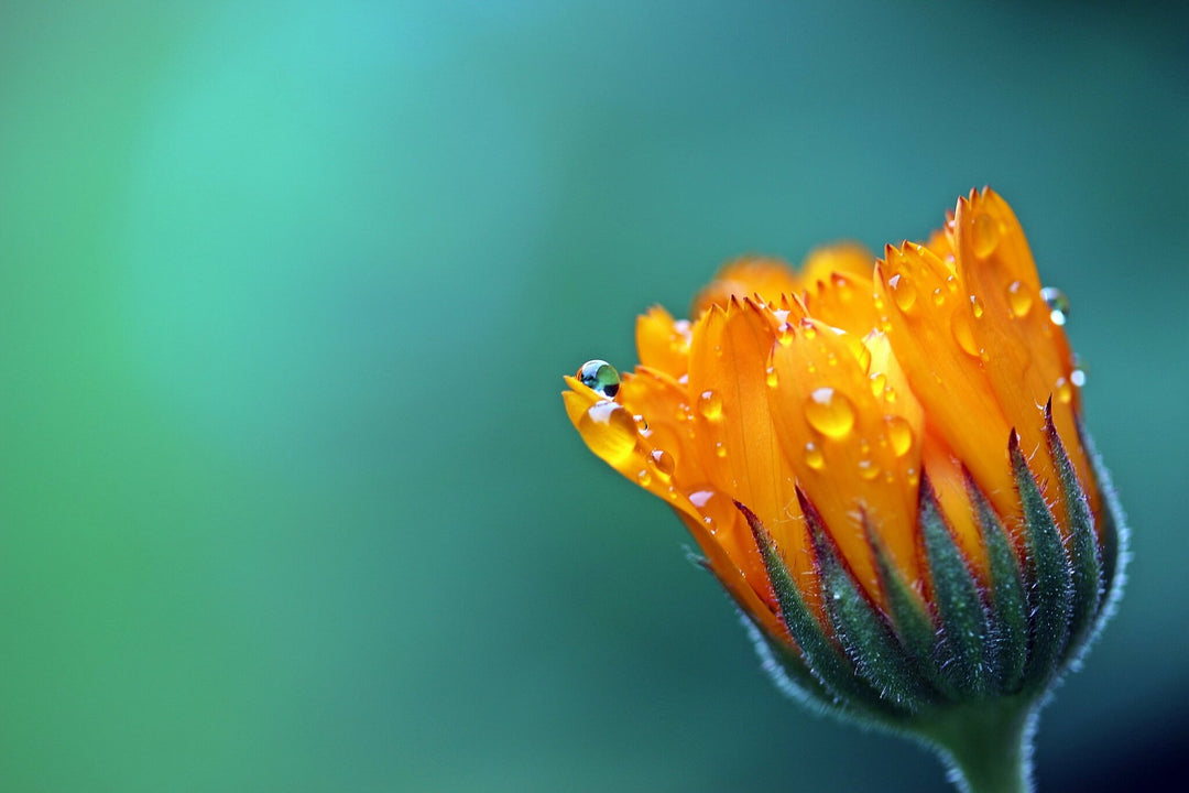 Grow your own series – The wonders of medicinal plants