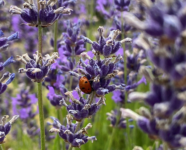 The power of the garden - Mood boosting plants