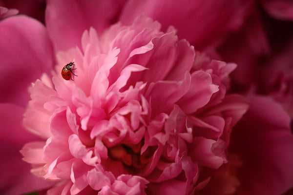 A bright June afternoon in the garden