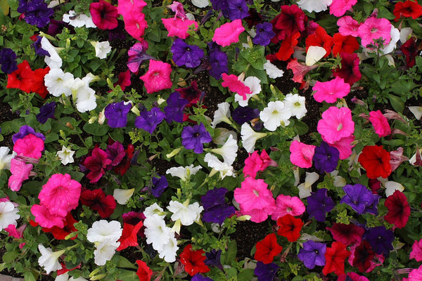Red, white and Blue - Patriotic Planting for the Jubilee