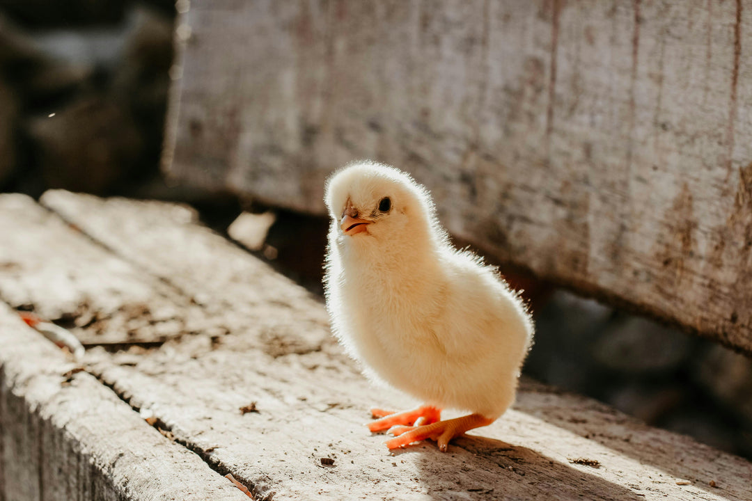 Welcoming Spring Visitors: A Guide to Creating a Wildlife Haven