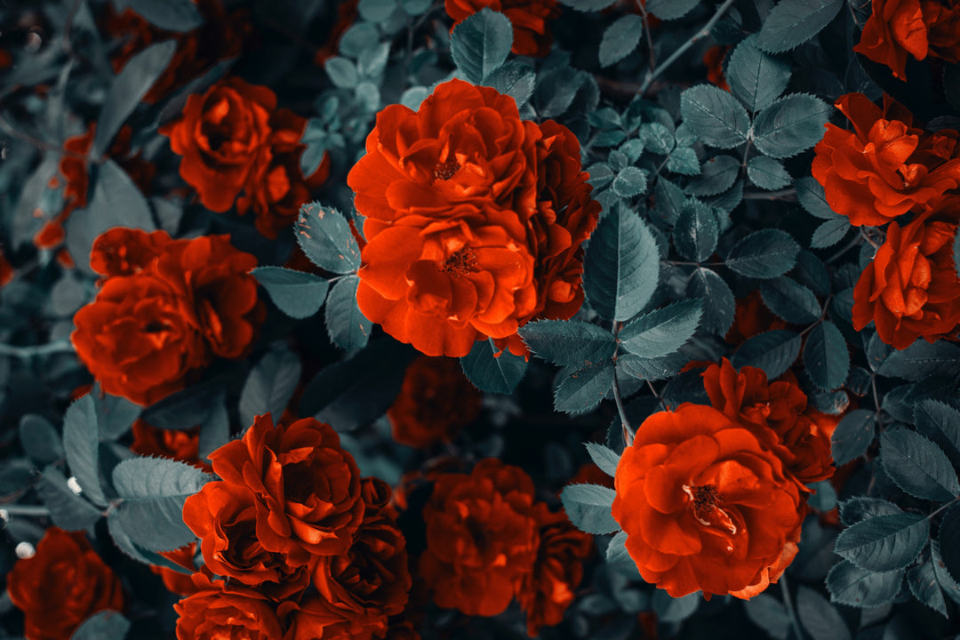 Love-themed and romantic plants for Valentine’s Day