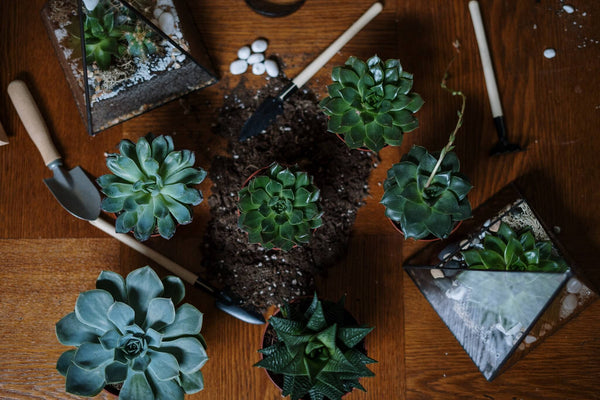 How to choose the best plants and care for a terrarium