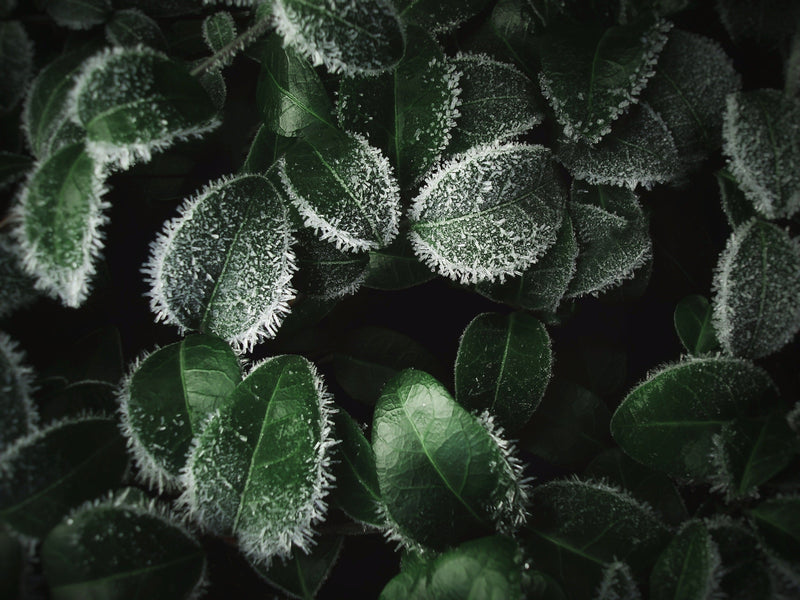 Plan your January Garden - Gardenesque