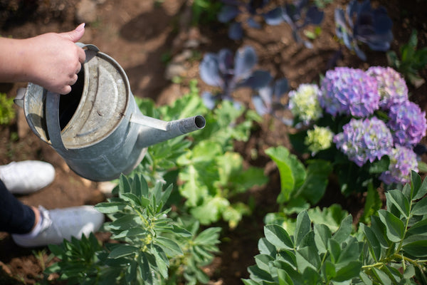 Ways to conserve water use your garden