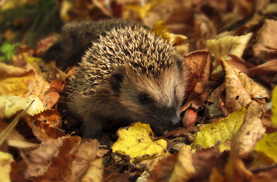 October: Embracing the Beauty of Autumn in Your Garden