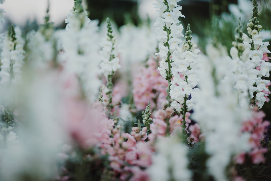 How to style a Romantic English Garden