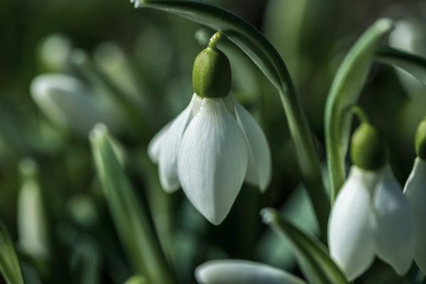 Give your garden some love this February - Gardenesque