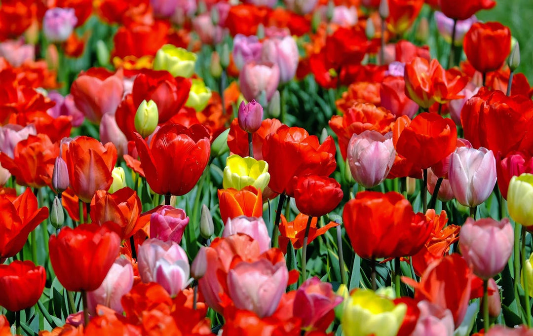 Gardening in July: Embrace the Peak of Summer