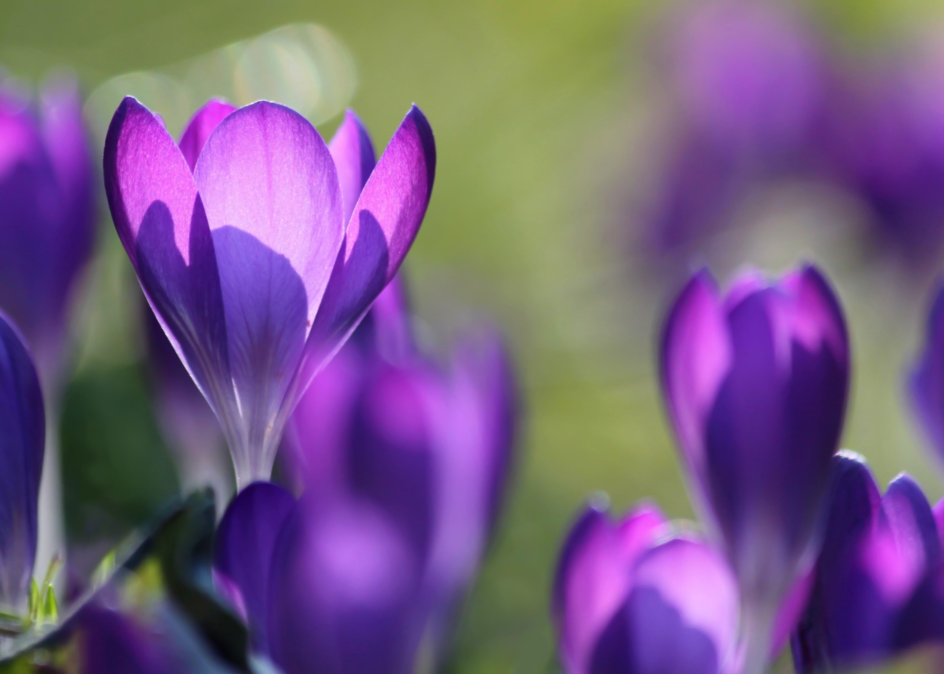 Spring Into Life: March In The Garden | Gardenesque