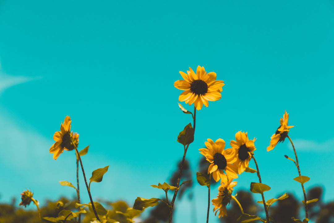 The beauty of the season - August in the garden